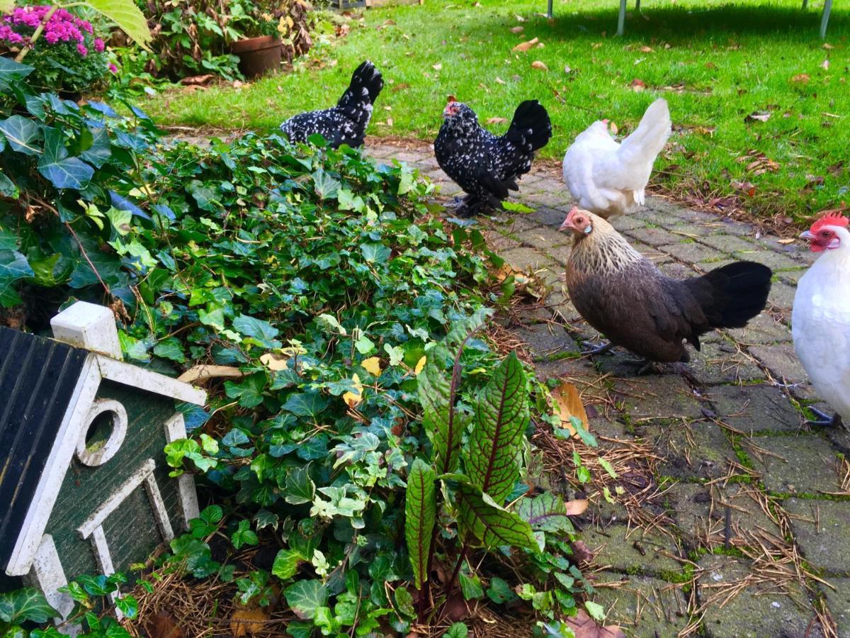 Berglust Bed & Breakfast Rotterdam